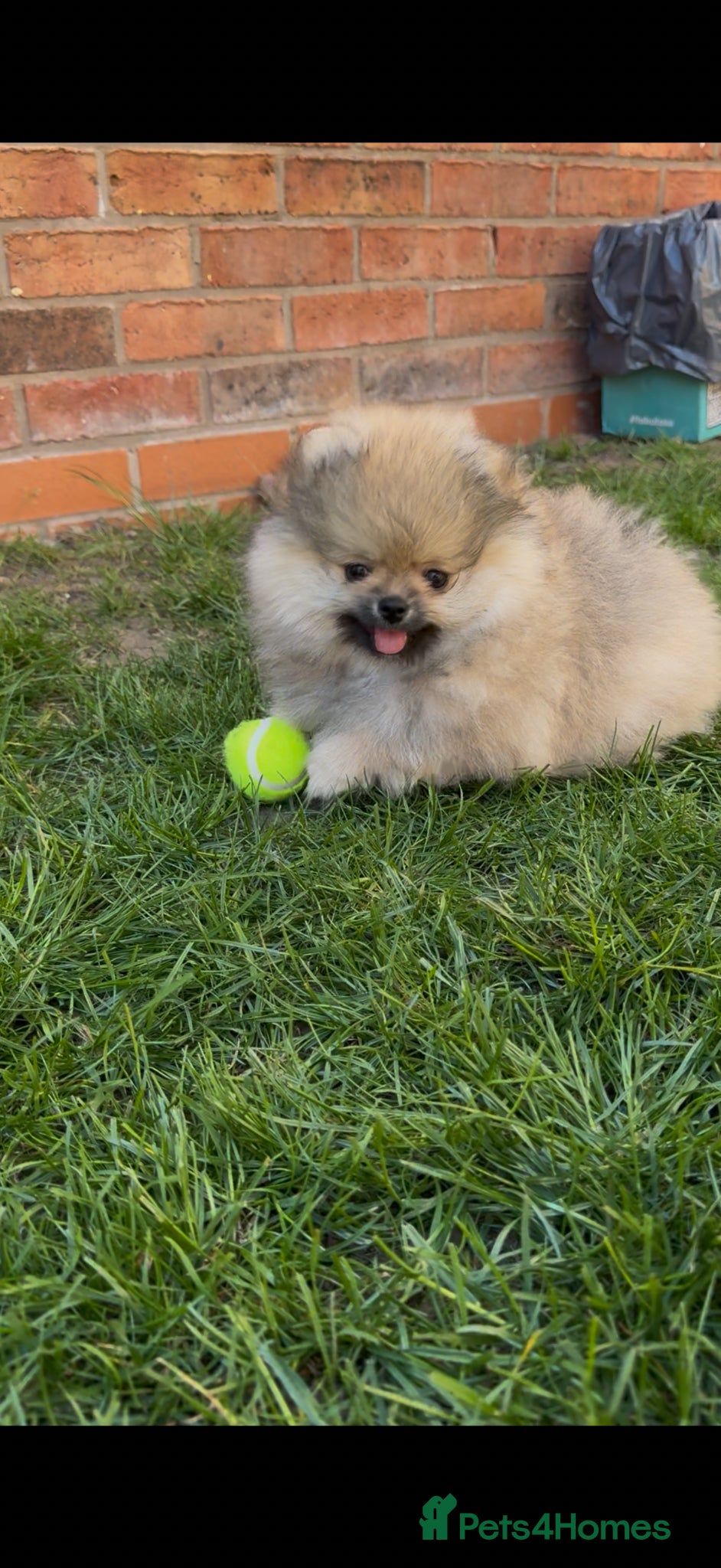 Pomeranian dogs 2 Gorgeous X-Small Pom Girls  - Advert 6