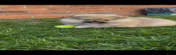 Pomeranian dogs for sale: Pure-Breed Toy Pomeranians  - Advert 12
