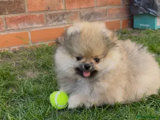 Pomeranian dogs 2 Gorgeous X-Small Pom Girls - Advert 6
