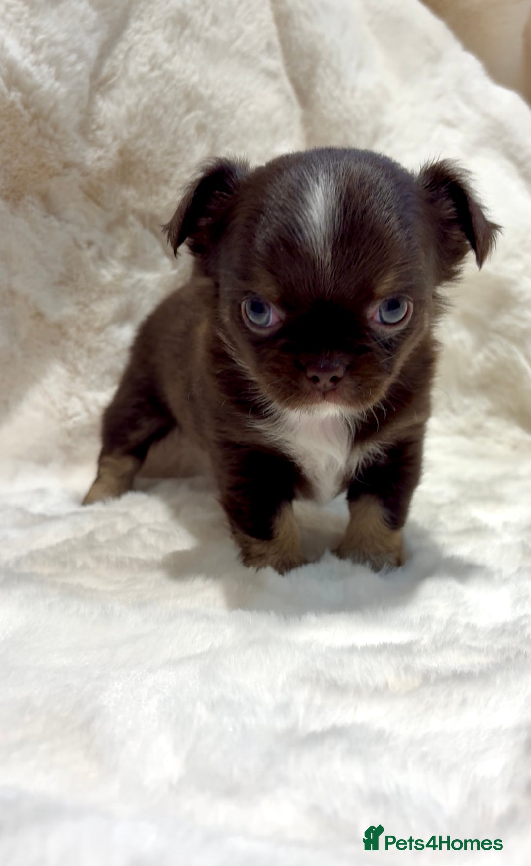 Chihuahua dogs for sale: QUALITY LONG COAT KC CHIHUAHUA PUPPIES  - Advert 21