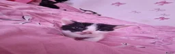 Mixed Breed cats for sale: 5beautiful kittens ready for their new loving home - Advert 6
