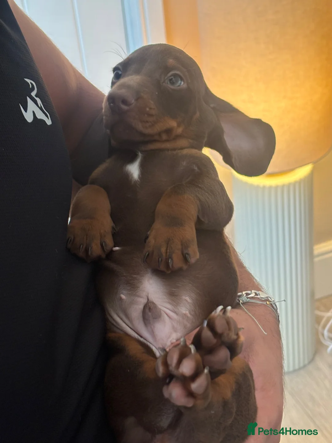 Miniature Dachshund dogs for sale: Last available miniature dachshund  - Advert 6