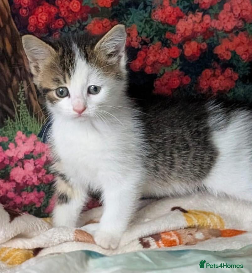 Domestic Shorthair cats Domestic Shorthair Kittens - Advert 1