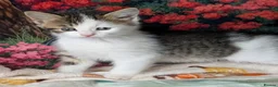 Domestic Shorthair cats for sale: Domestic Shorthair Kittens - Advert 1