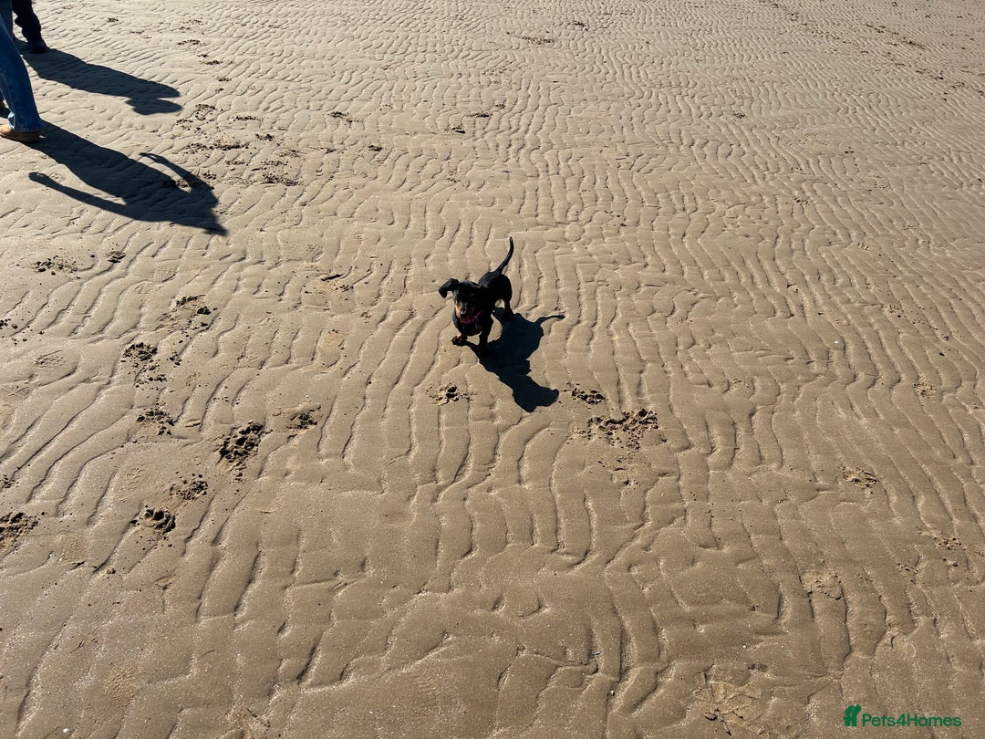 Miniature Dachshund dogs for sale: Dolly 1 year old  - Advert 7