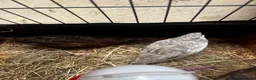 Quail poultry for sale: Sparkly Fee, Celadon & Mixed Colours Male Quail - Advert 6