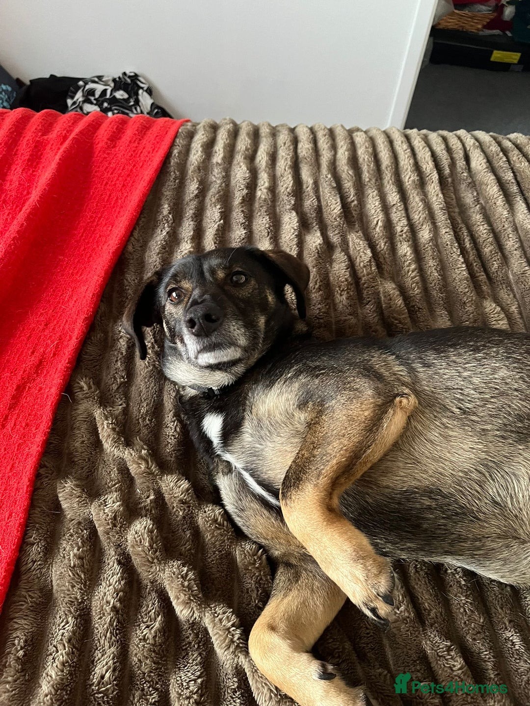 Mixed Breed dogs for adoption: Cute little Twix needs LoVE - Advert 2