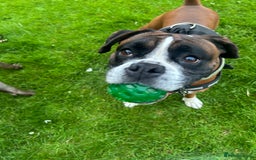 Mixed Breed dogs for sale: 2 gorgeous girls - Image 11