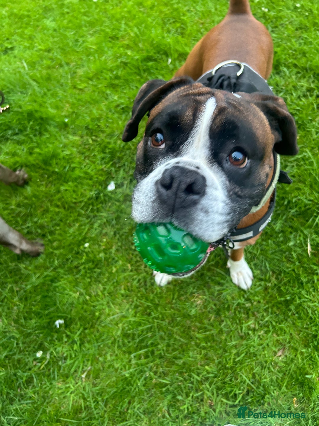 Mixed Breed dogs for sale: 2 gorgeous girls - Image 11