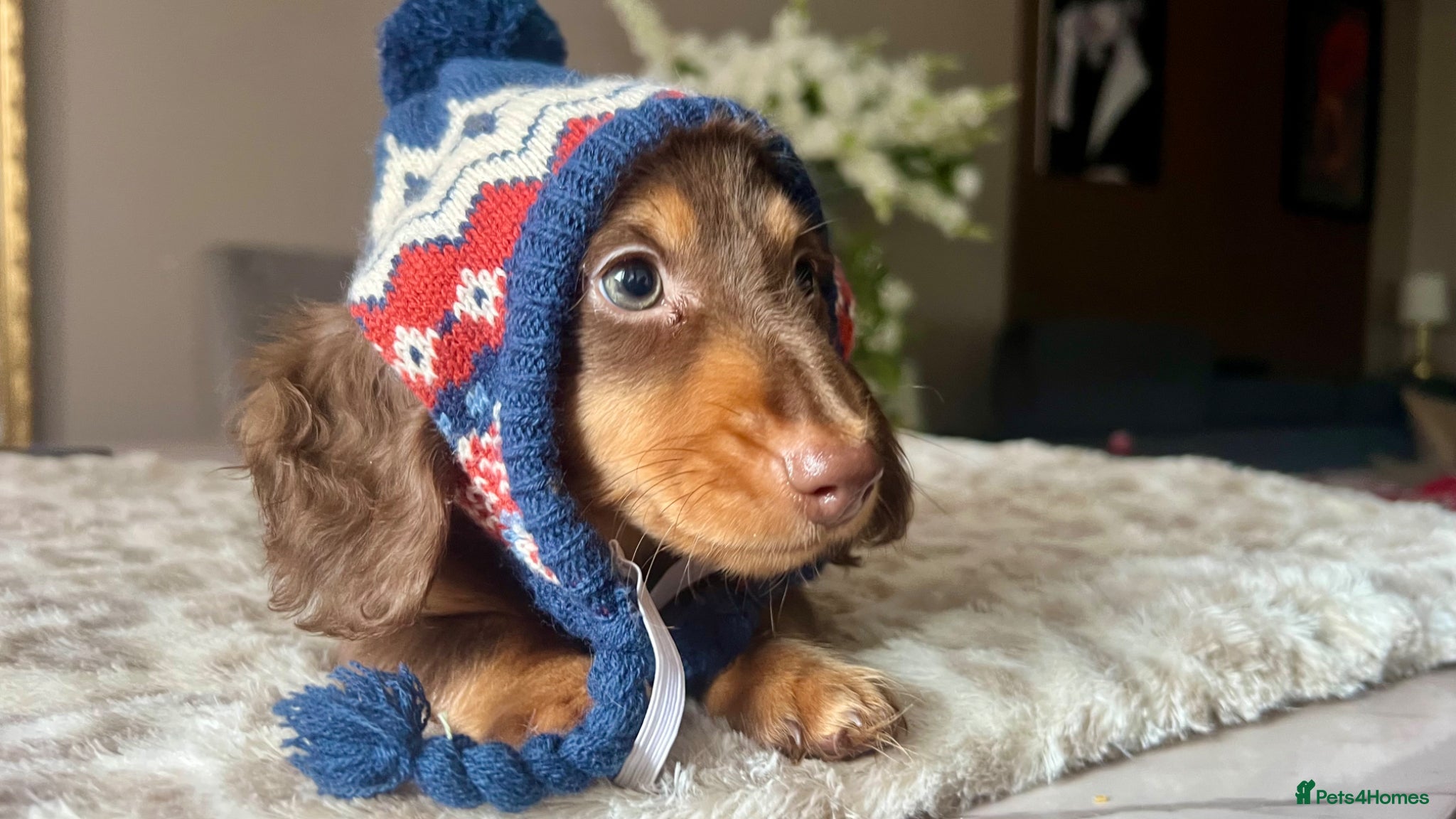 Miniature Dachshund dogs 🐾 Stunning Chocolate Cream Mini Longhair Boys ✨🐶 - Advert 3