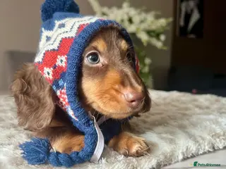 Miniature Dachshund dogs 🐾 Stunning Chocolate Cream Mini Longhair Boys ✨🐶 - Advert 2