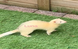 Ferret rodents for sale: Ferret kits and adults of va ages read descr  - Image 14