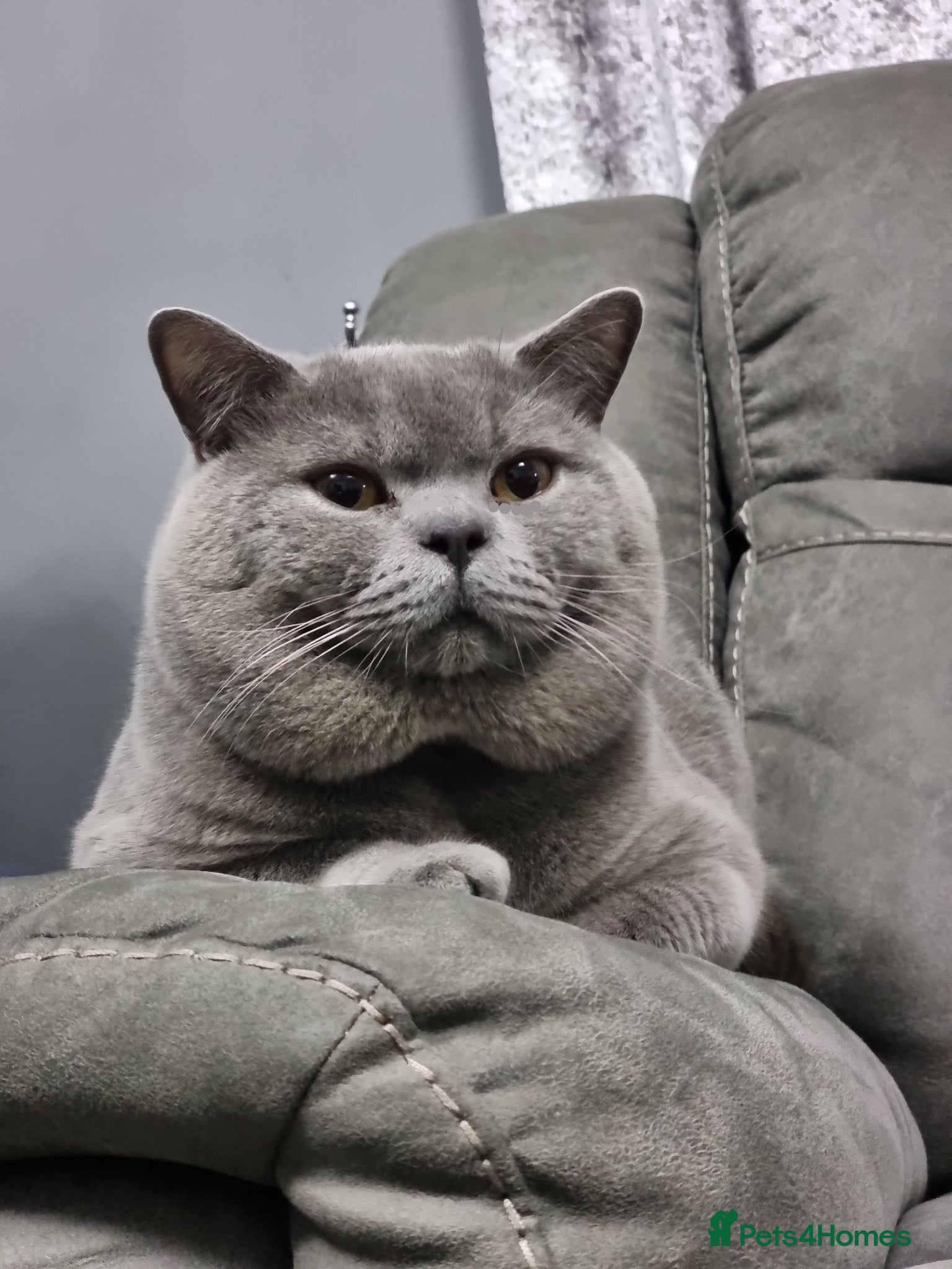 British Shorthair cats British Shorthair cat for stud  - Advert 13