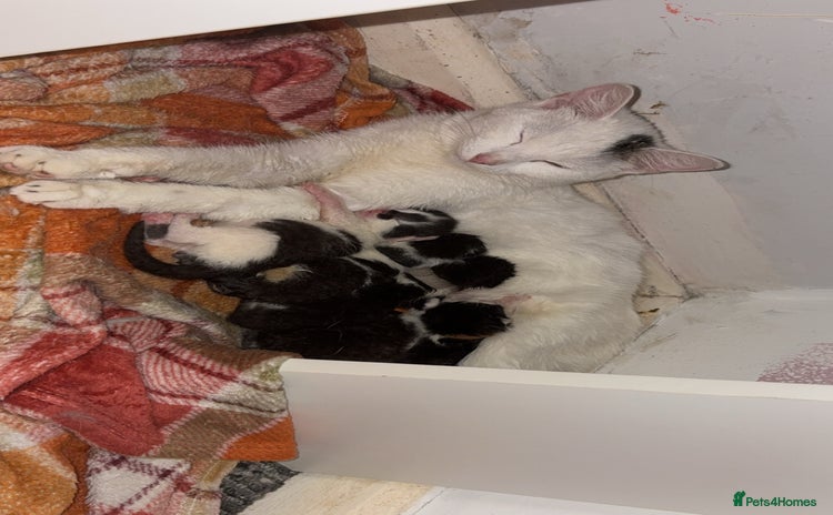 Domestic Shorthair cats - Advert 12