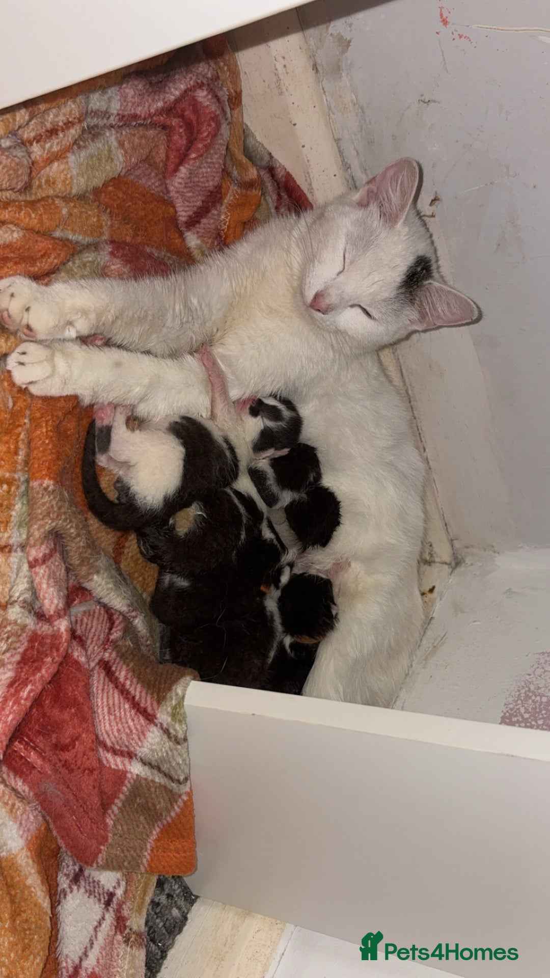 Domestic Shorthair cats for sale: Kittens for sale  - Image 1