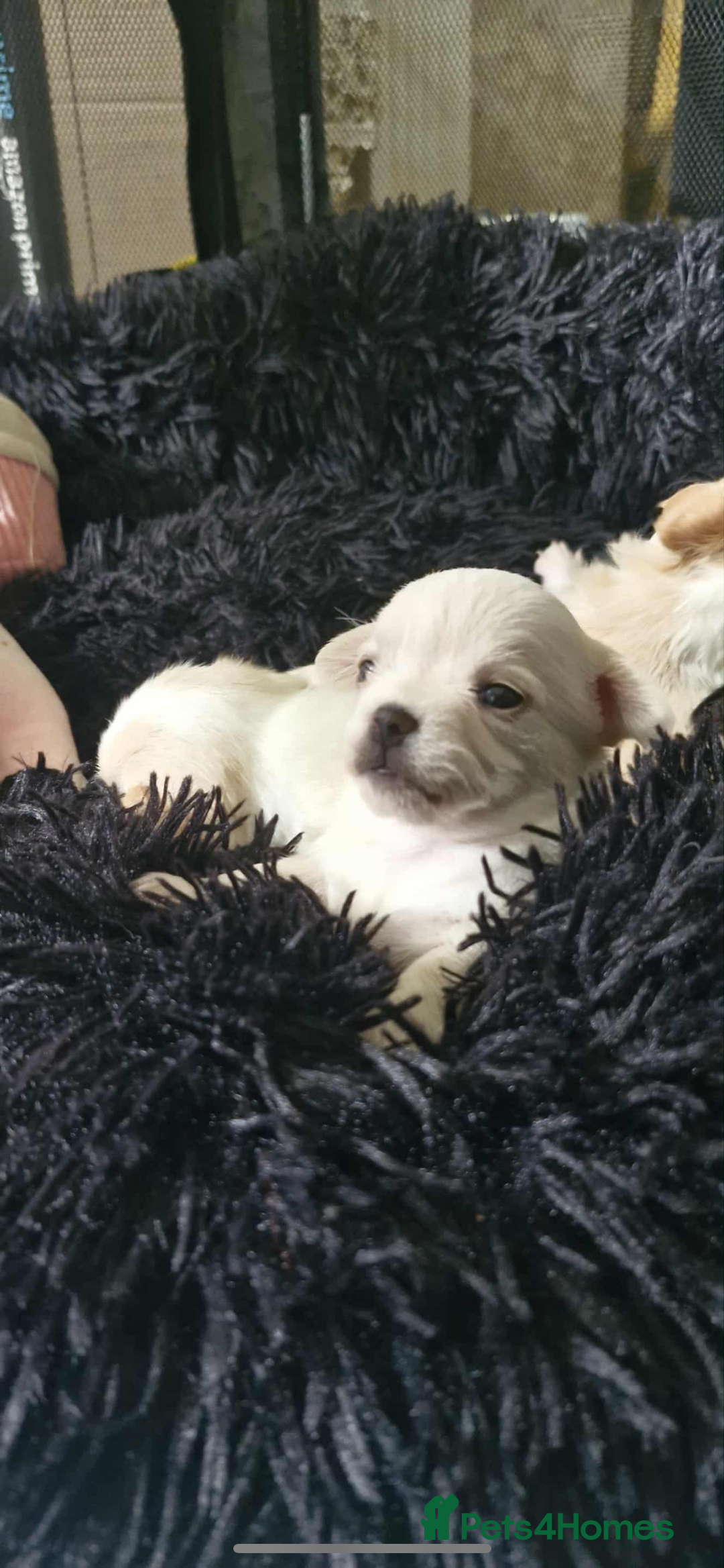 Chipoo dogs for sale: Chihuahua X toy poodle - Image 1