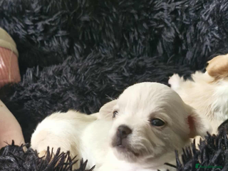 Chipoo dogs - Advert 1