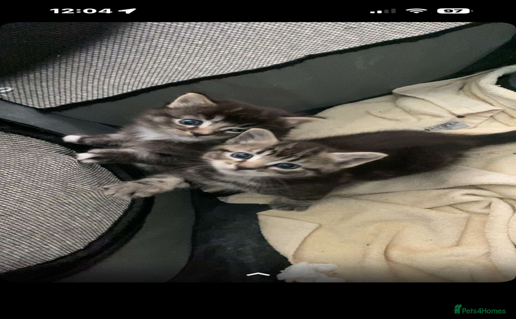 Mixed Breed cats - Advert 16