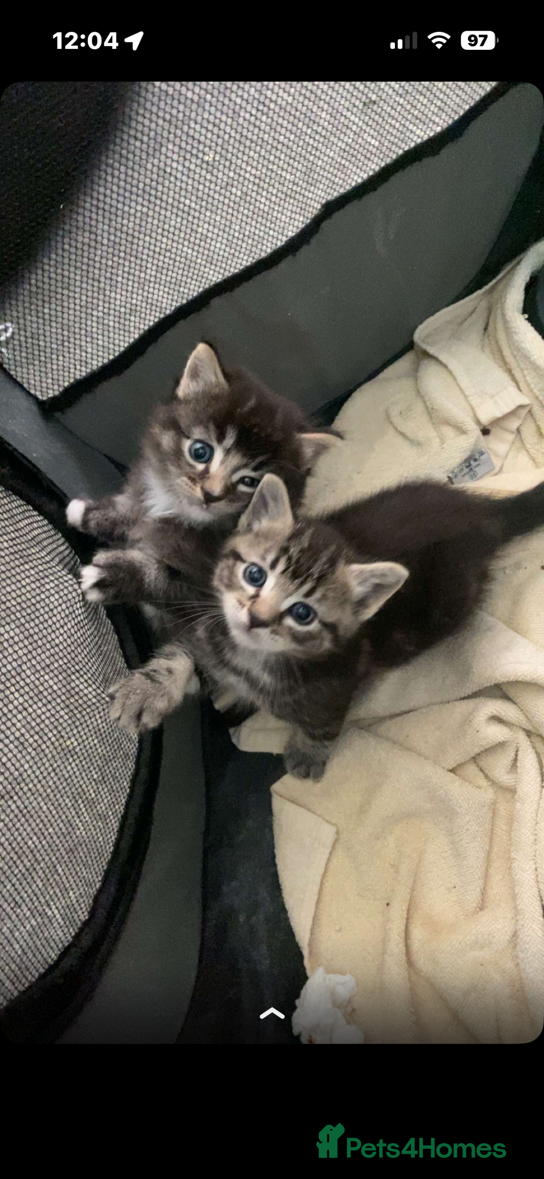 Mixed Breed cats for sale: 3 beautiful kittens looking for a forever home  - Image 1
