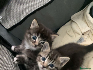 Mixed Breed cats - Advert 7