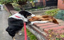 Australian Shepherd dogs for sale: Loving pooch.  - Image 3