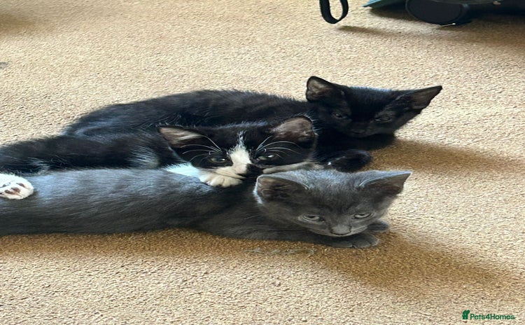 Mixed Breed cats - Advert 16