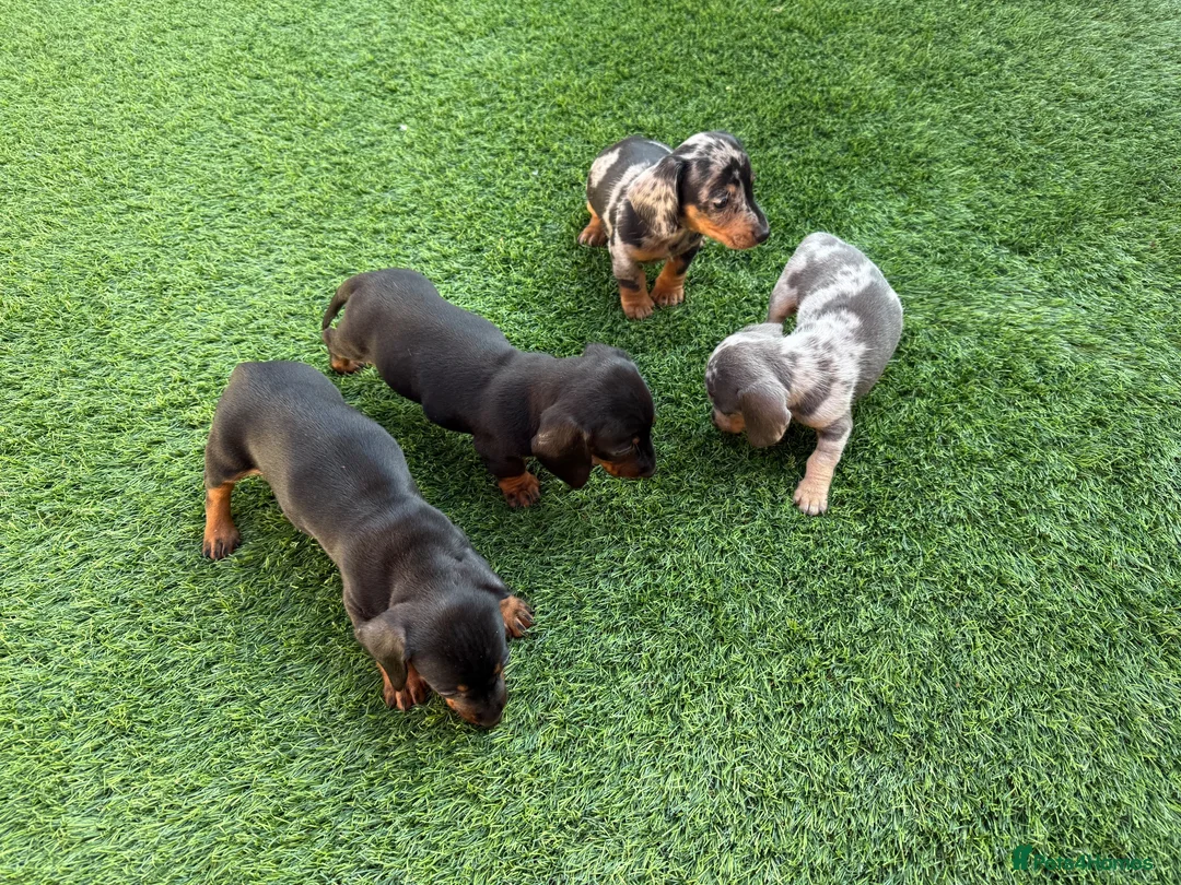 Miniature Dachshund dogs for sale: Miniature dachshund Puppys for sale  in Aldershot - Advert 15