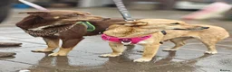 Mixed Breed dogs for adoption: 💙🐶 KAI & ❤️🐶 GERDA– LIKE IN A FAIRY TALE in Burton-on-Trent - Advert 23