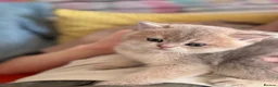 Scottish Fold cats for sale: Exceptional Blue Golden Scottish Fold & Straight🐱 - Advert 13