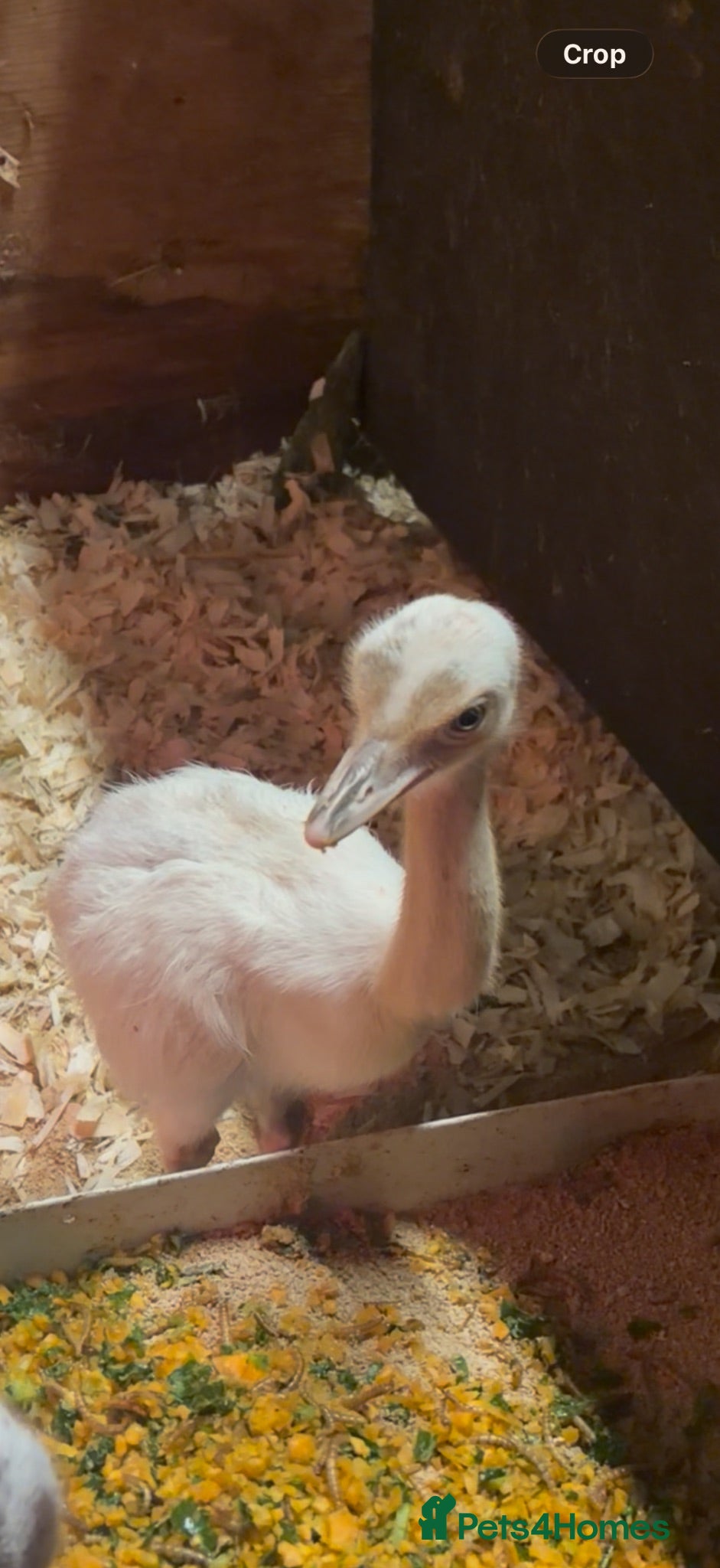 Emus poultry White Rhea chicks - Advert 1