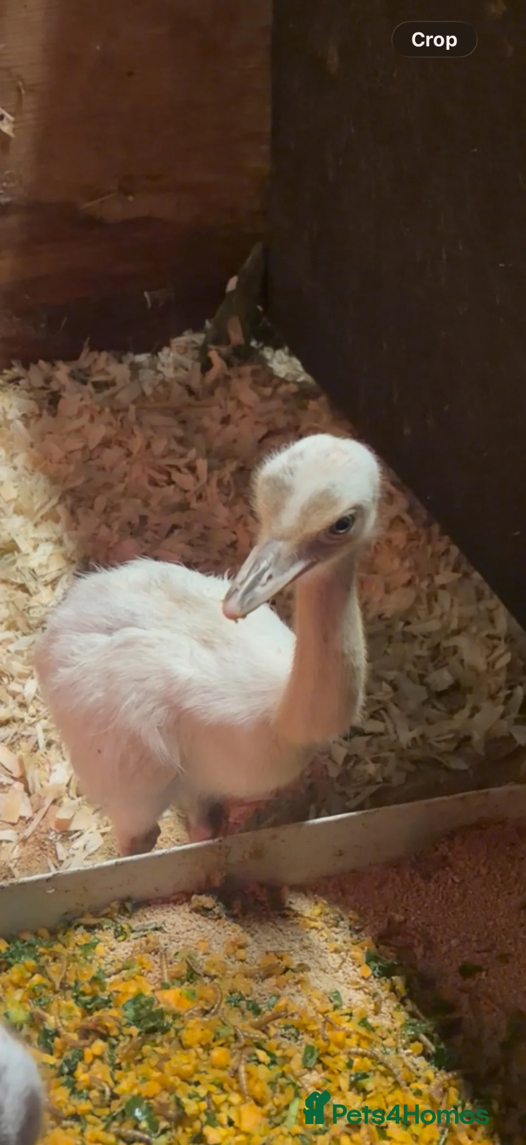 Emus poultry for sale: White Rhea chicks in Keighley - Advert 1
