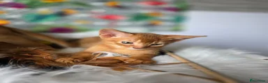 Abyssinian Kitten 1