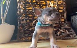 French Bulldog dogs for sale: Pedigree Frenchies - New Shade Isabella’s & Lilacs - Image 31