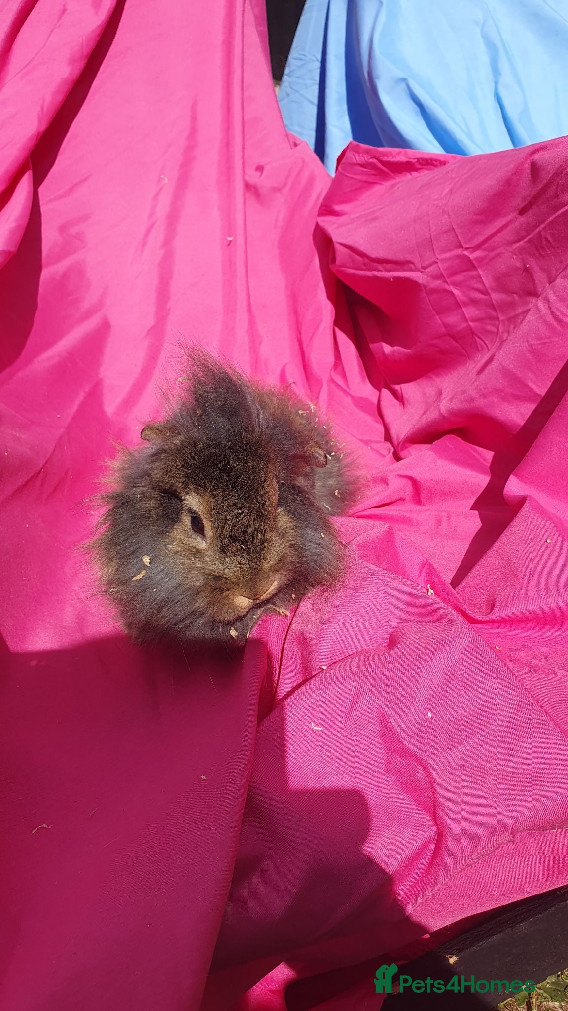 Mini Lion Lop rabbits Baby rabbits  - Advert 4