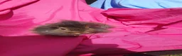 Mini Lion Lop rabbits for sale: Baby rabbits  - Advert 1