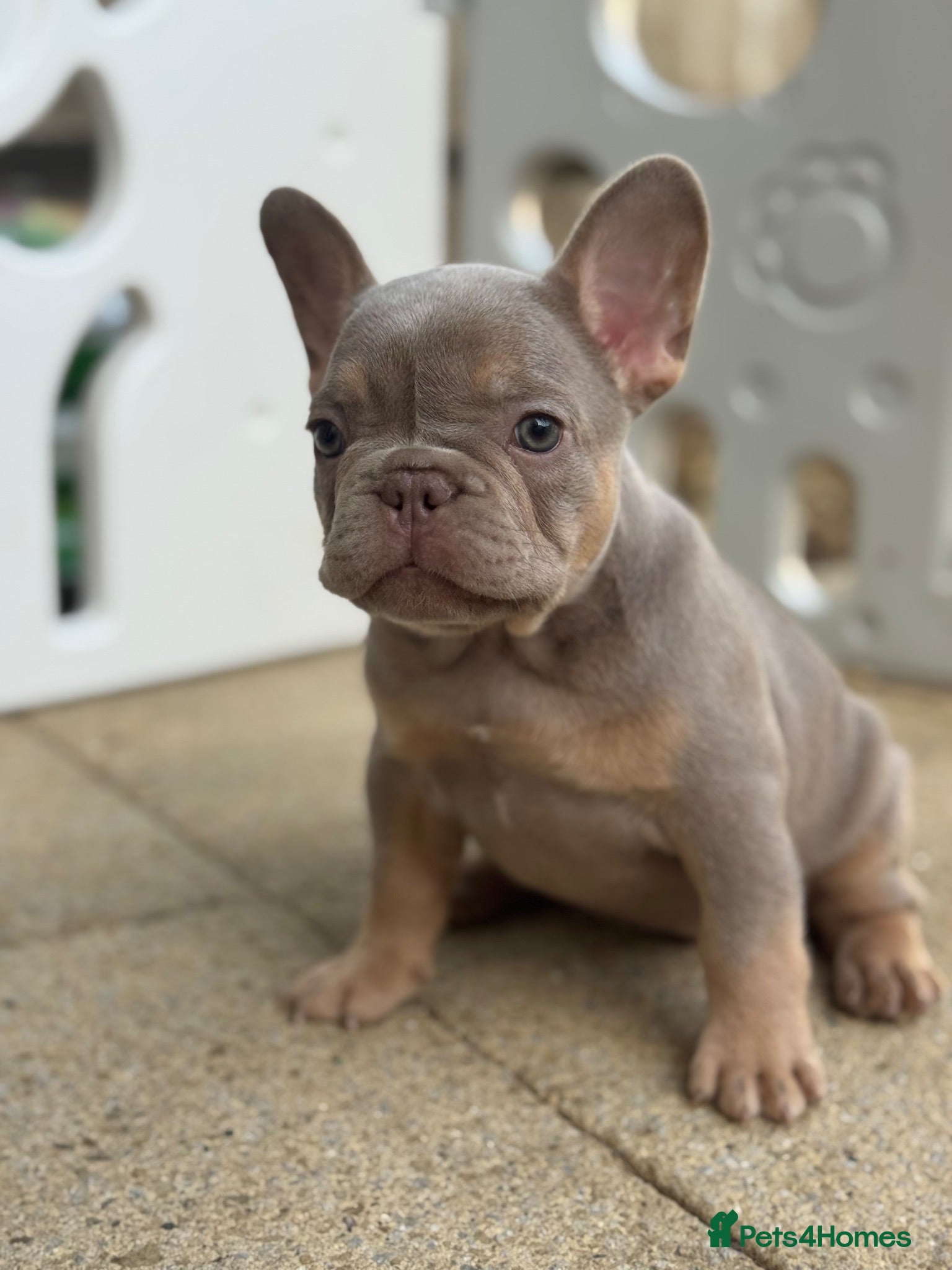 French Bulldog dogs Health Clear KC Registered French Bulldog Puppies - Advert 1