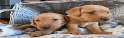Labrador Retriever dogs for sale: Stunning Red fox labrador puppies  - Advert 19