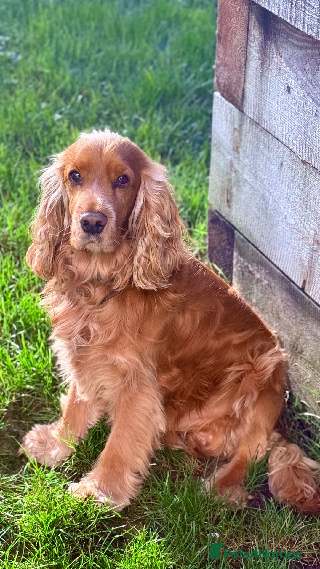 Cocker Spaniel dogs for stud: KC Registered Show Cocker - Advert 4