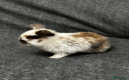 Mixed Breed rabbits for sale: Baby lion heads and lop mix  - Image 6