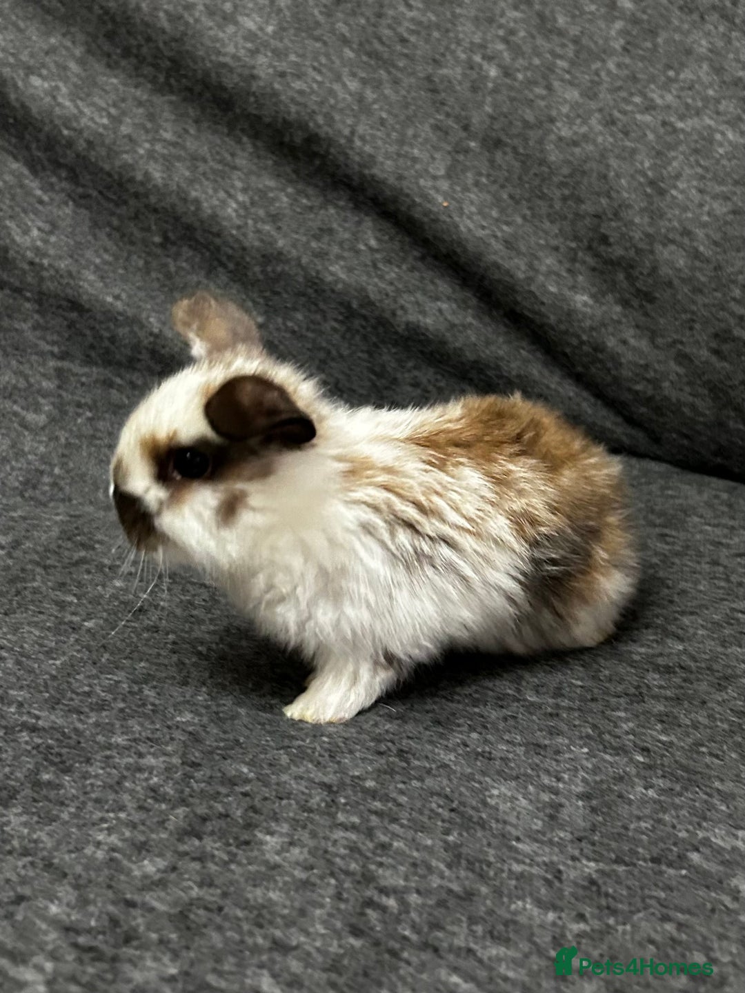 Mixed Breed rabbits for sale: Baby lion heads and lop mix  - Image 6