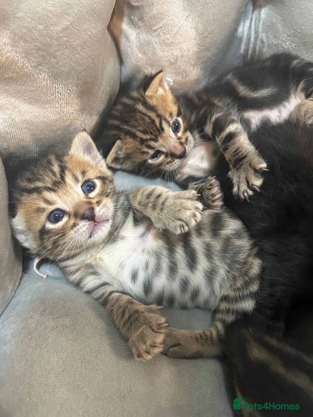 Bengal cats for sale: 5 bengal x tiger cubs for sale ragdoll x stunning - Image 11