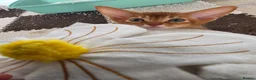 Abyssinian cats for sale: Beautiful Abyssinian Kitten  - Advert 6
