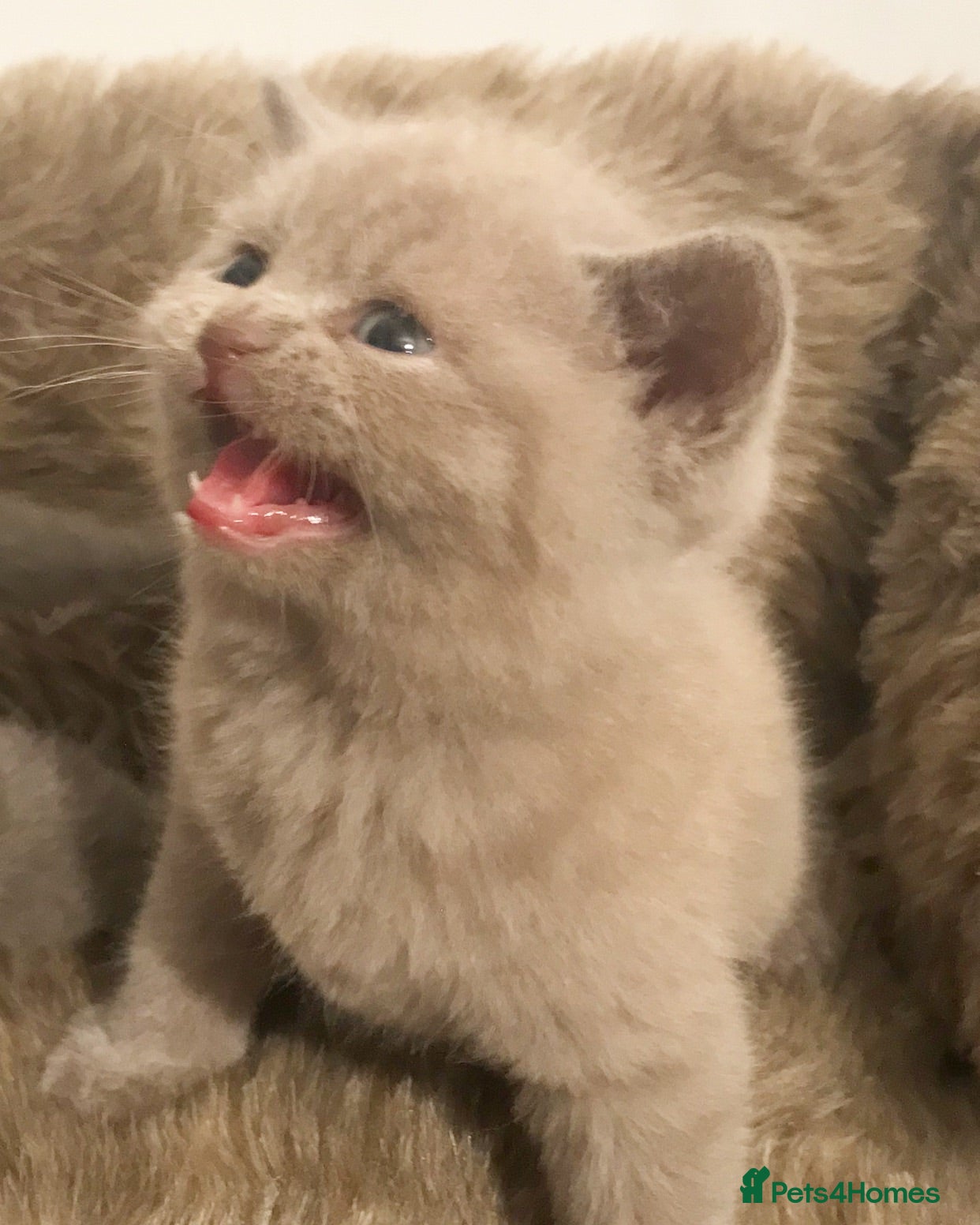 British Shorthair cats **British Shorthair Kittens** - Advert 1