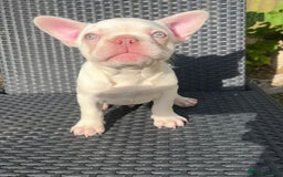 French Bulldog dogs for sale: 2 French bulldog pups.  1 boy & 1 girl.  - Image 16