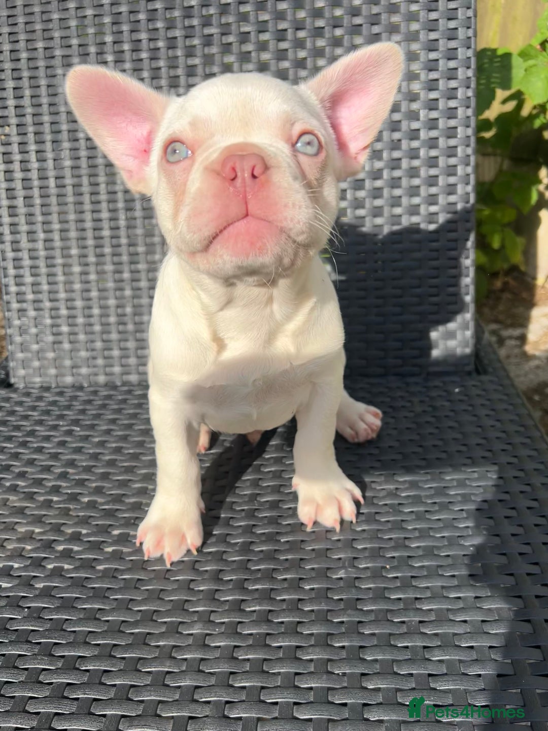 French Bulldog dogs for sale: 2 French bulldog pups.  1 boy & 1 girl.  - Image 16