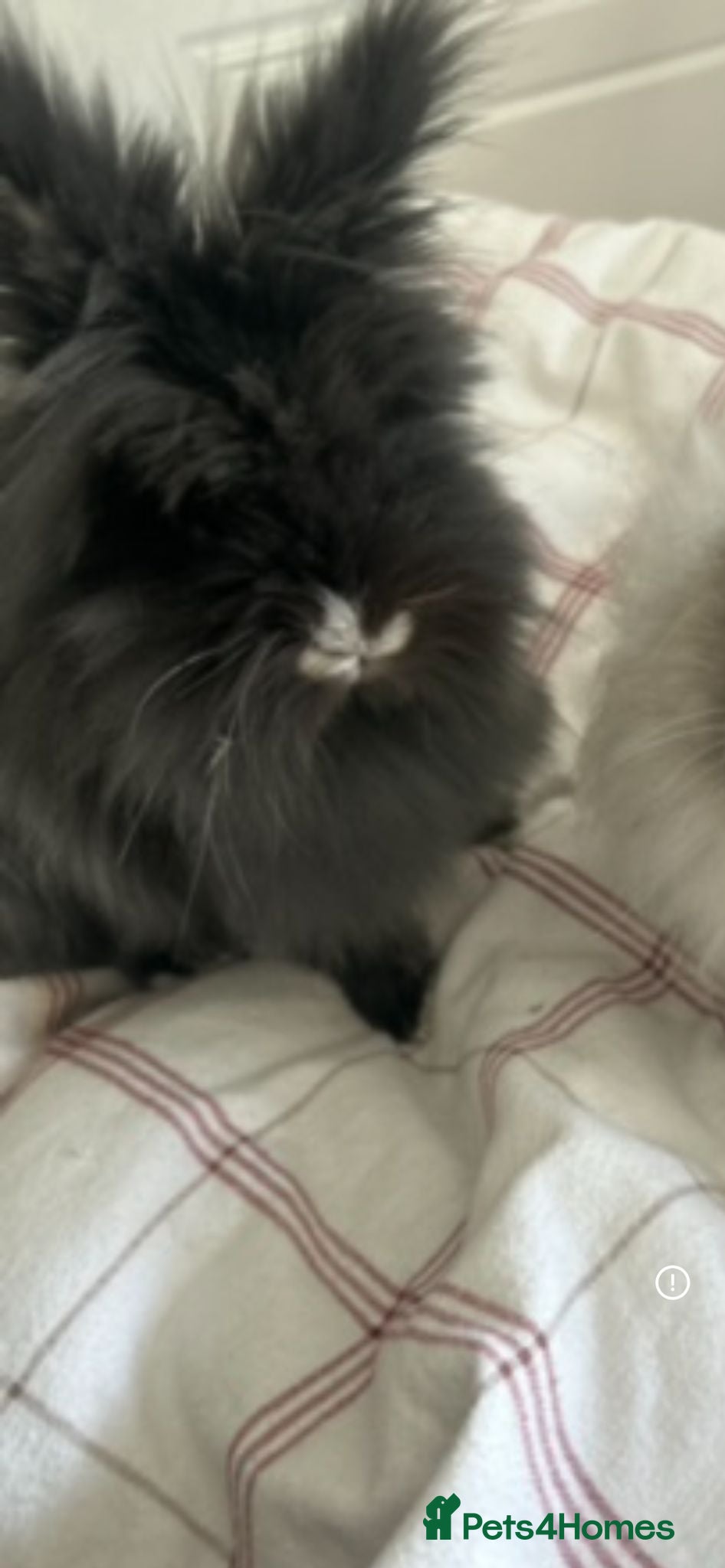 Lionhead rabbits Lionhead adult male 2.5 years old - Advert 13