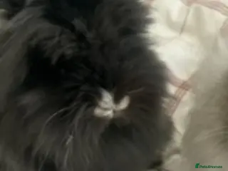 Lionhead rabbits Lionhead adult male 2.5 years old - Advert 13