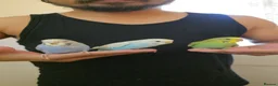 Budgerigars birds for sale: Silly hand tamed baby budgies for sale  - Advert 2