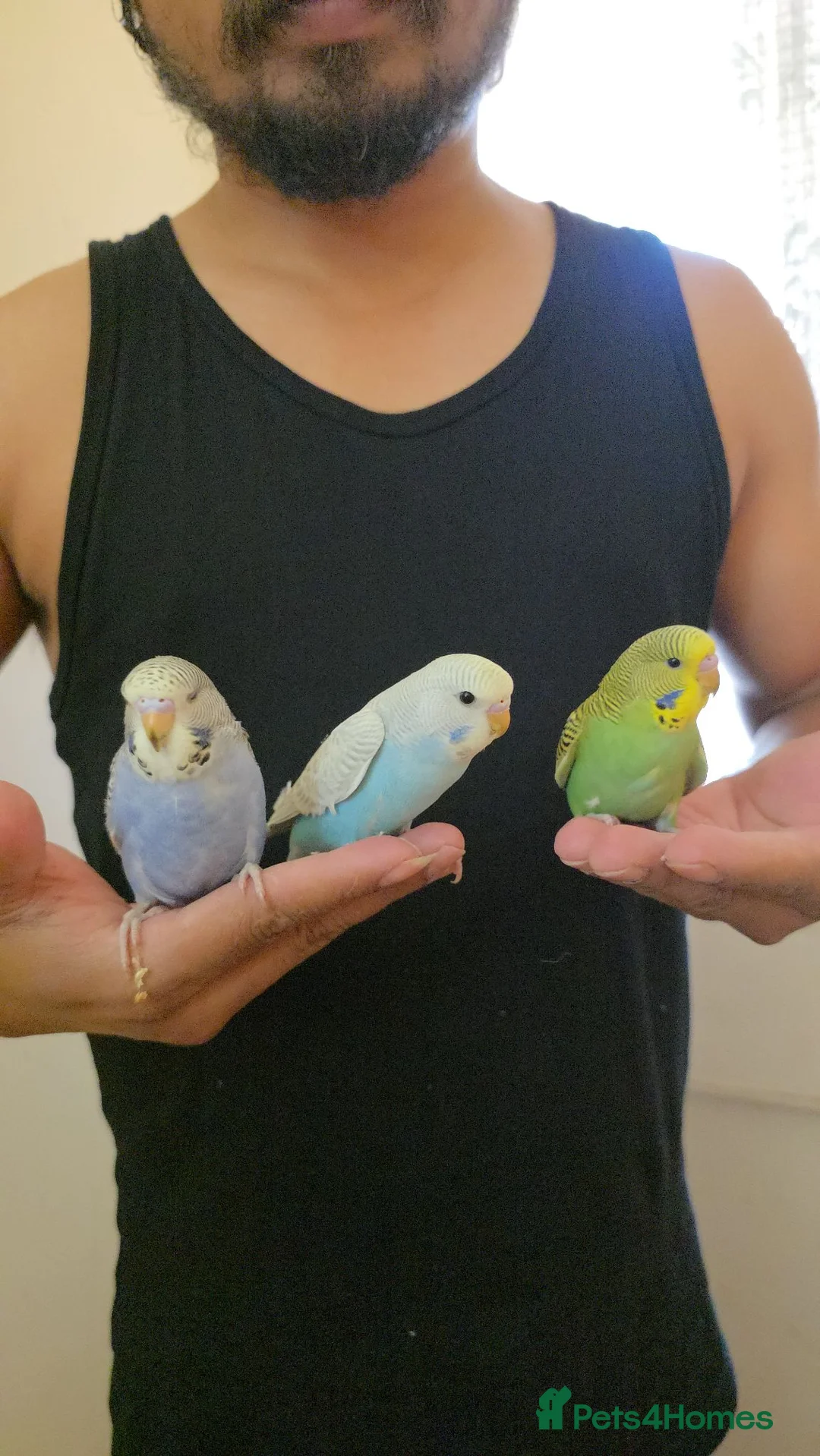 Budgerigars birds for sale: Silly hand tamed baby budgies for sale  - Advert 2