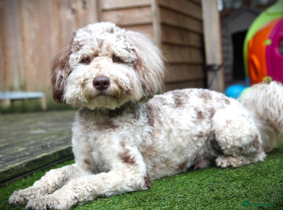 Bordoodle dogs for sale: Bordoodles Raised Right ✨ - Image 6